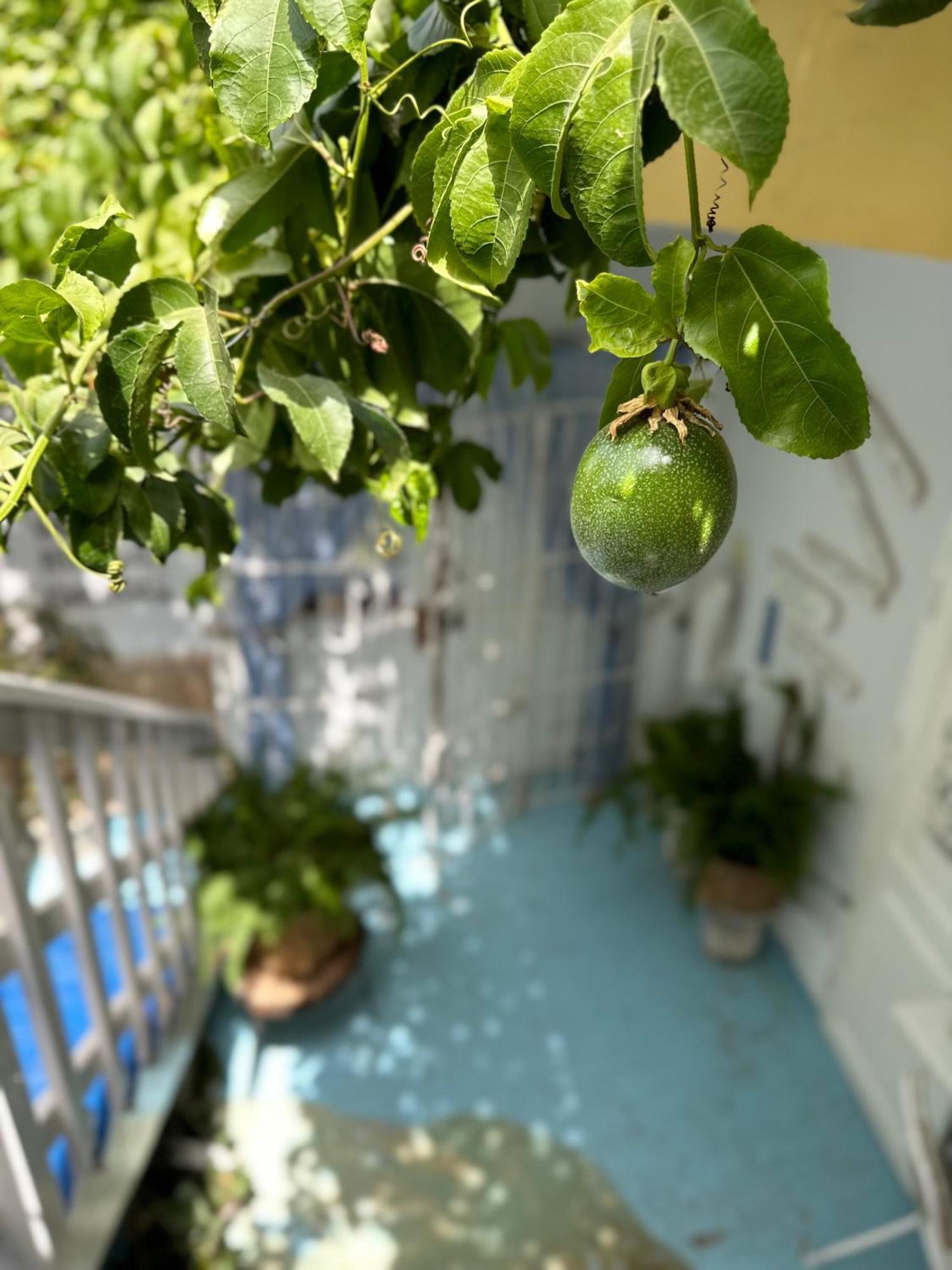 B&B Mi Ma Bo, Sal Rei, Boa Vista, Cape Verde, Free Wi-Fi Eksteriør bilde